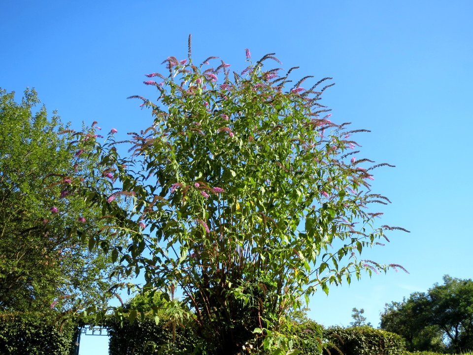 20130903Buddleja_davidii1