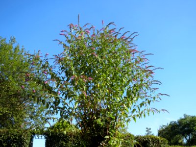 20130903Buddleja_davidii1