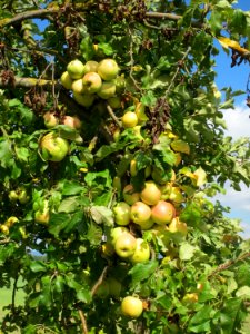 20130910Malus_Domestica09