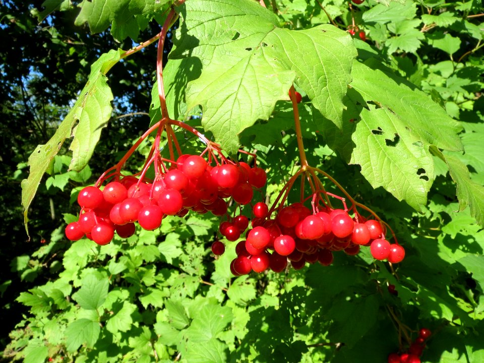 20130909Viburnum_opulus1