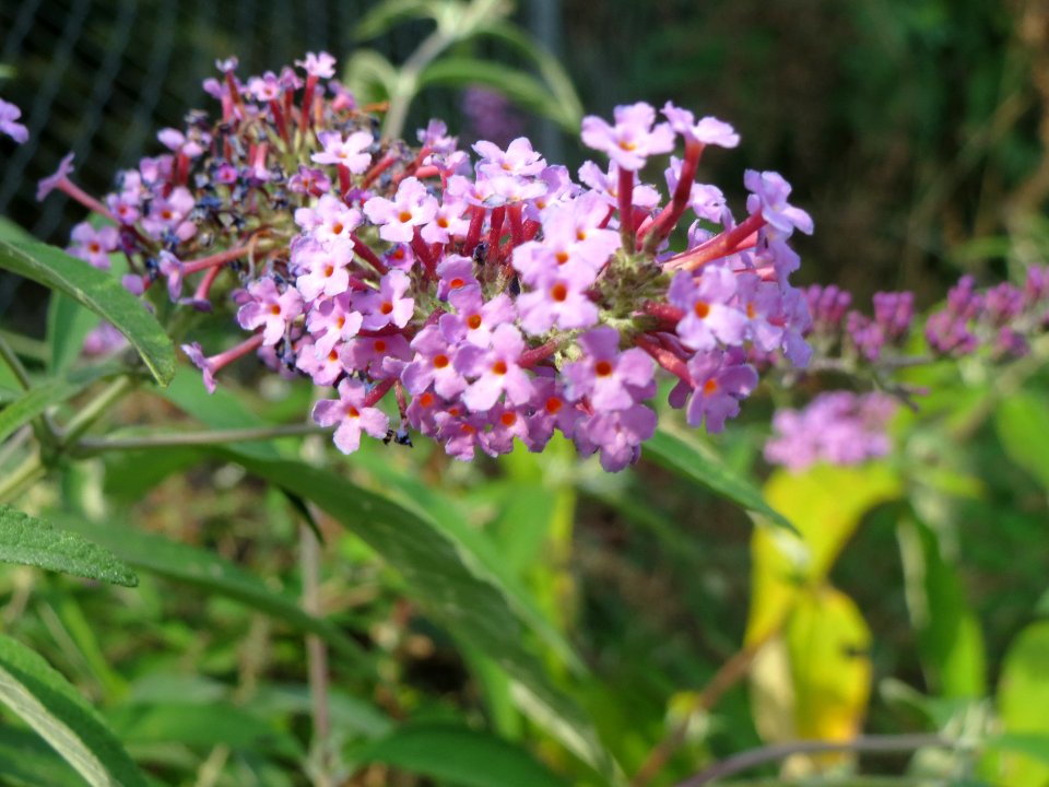 20130906Buddleja_davidii1