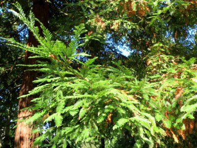 20130910Metasequoia_glyptostroboides4
