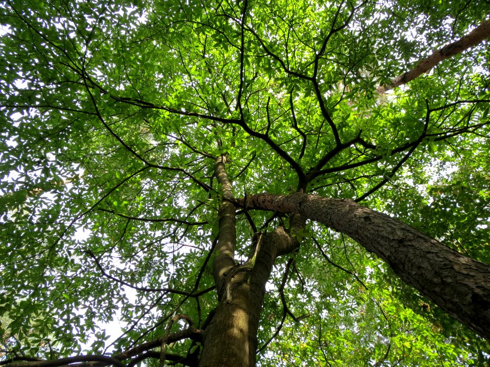 20130822Castanea_sativa5