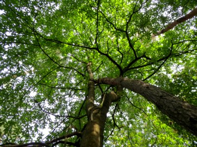 20130822Castanea_sativa5