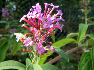 20130906Buddleja_davidii2