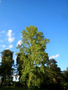 20130910Pappel_Speyer2