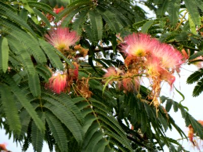 20130822Albizia_julibrissin4