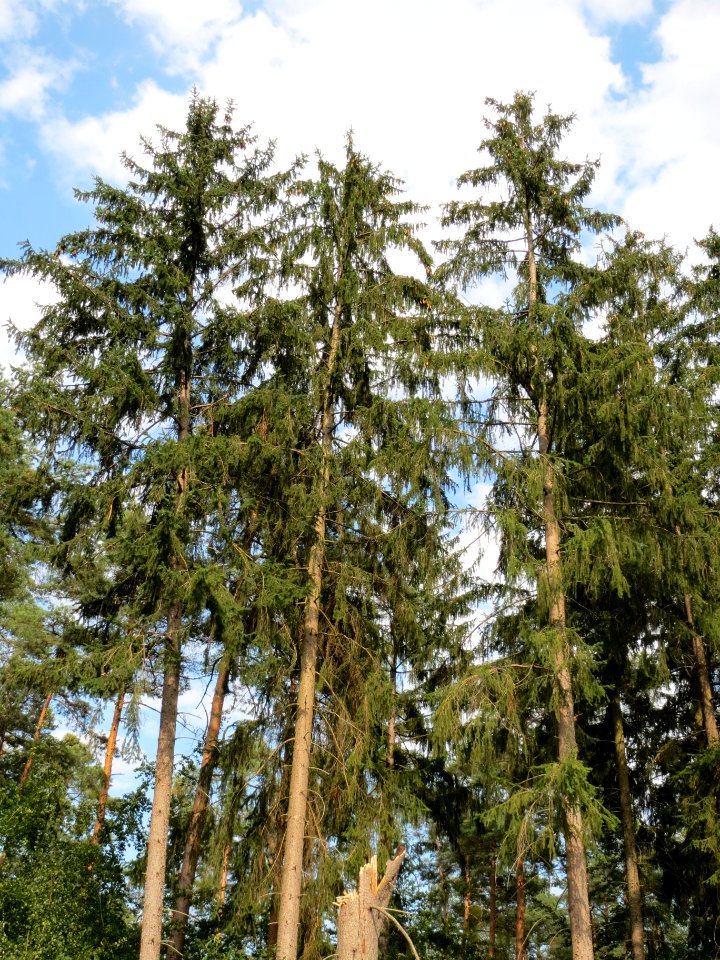 20130906Douglasie_Schwetzinger_Hardt3
