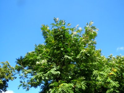 20130910Domgarten_Speyer3