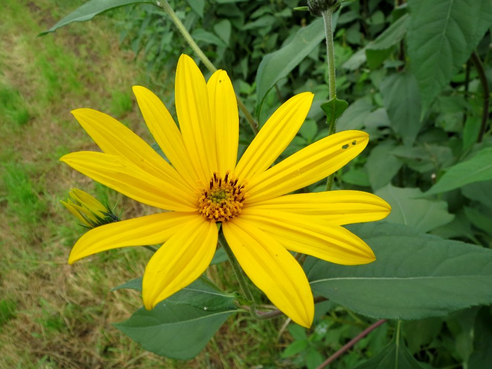 20130827Helianthus_tuberosus6