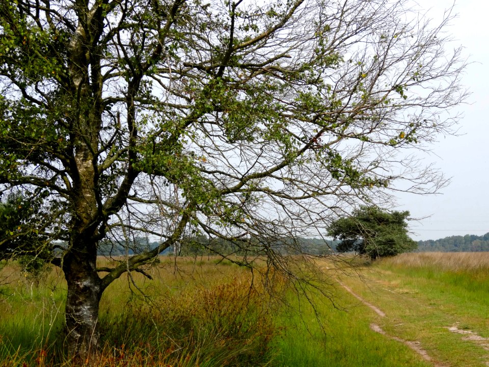 20130829_Wierdense_Veld4