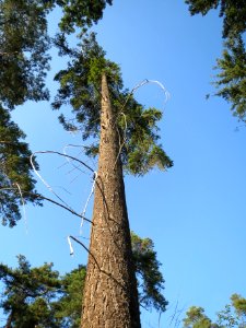20130821Douglasie24