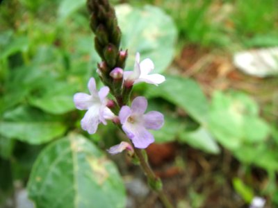 20130827Verbena_officinalis