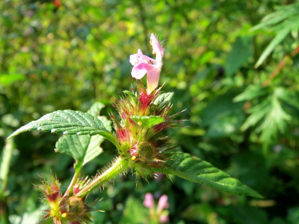 20130830Galeopsis_tetrahit1