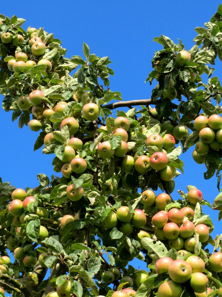 20130910Malus_Domestica02