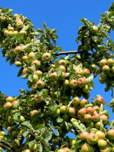20130910Malus_Domestica02