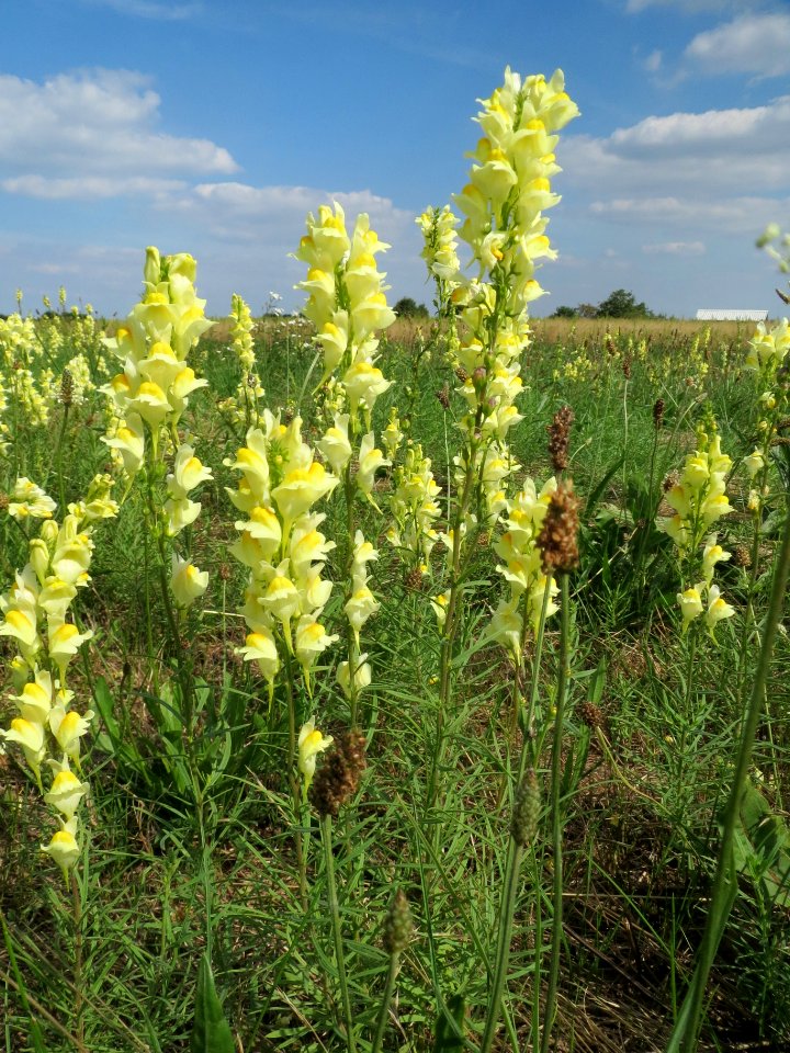 20130821Linaria_vulgaris2