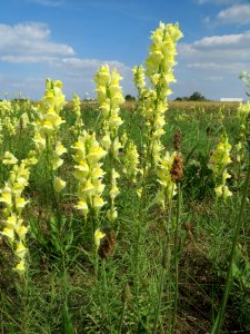 20130821Linaria_vulgaris2