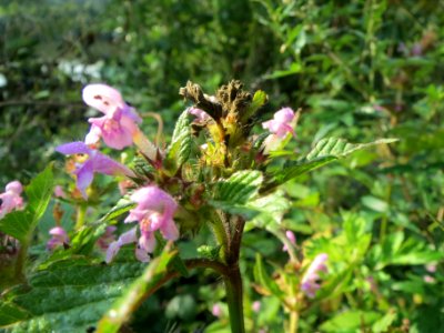 20130830Galeopsis_tetrahit6