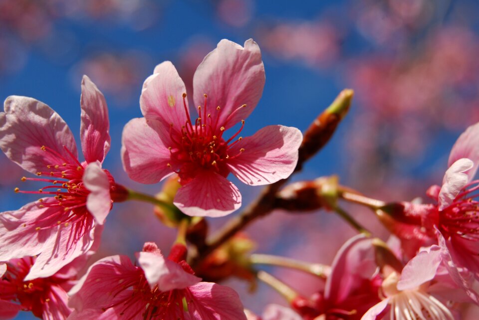 Natural cherry 桵 flowers