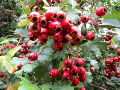20130827Crataegus_monogyna2