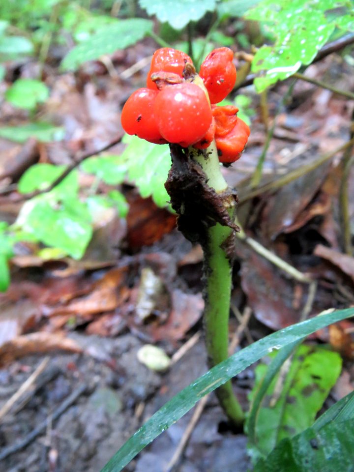 20130912Arum_maculatum