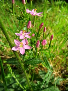 20130821Tausendguldenkraut1