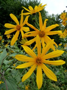 20130827Helianthus_tuberosus4 photo