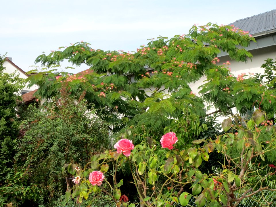 20130822Albizia_julibrissin2
