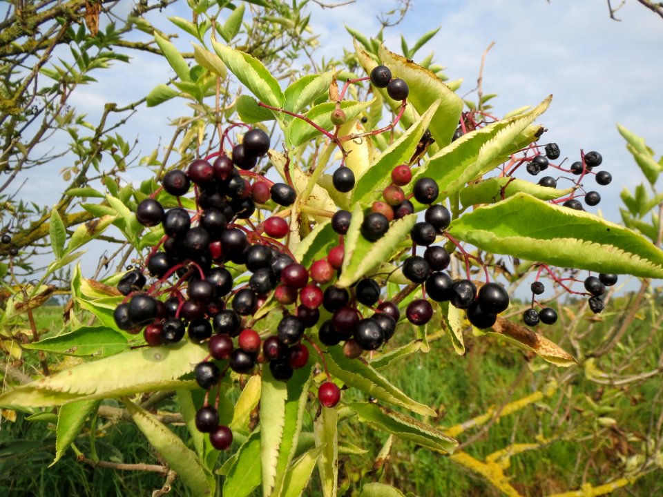 20130907Sambucus_nigra3