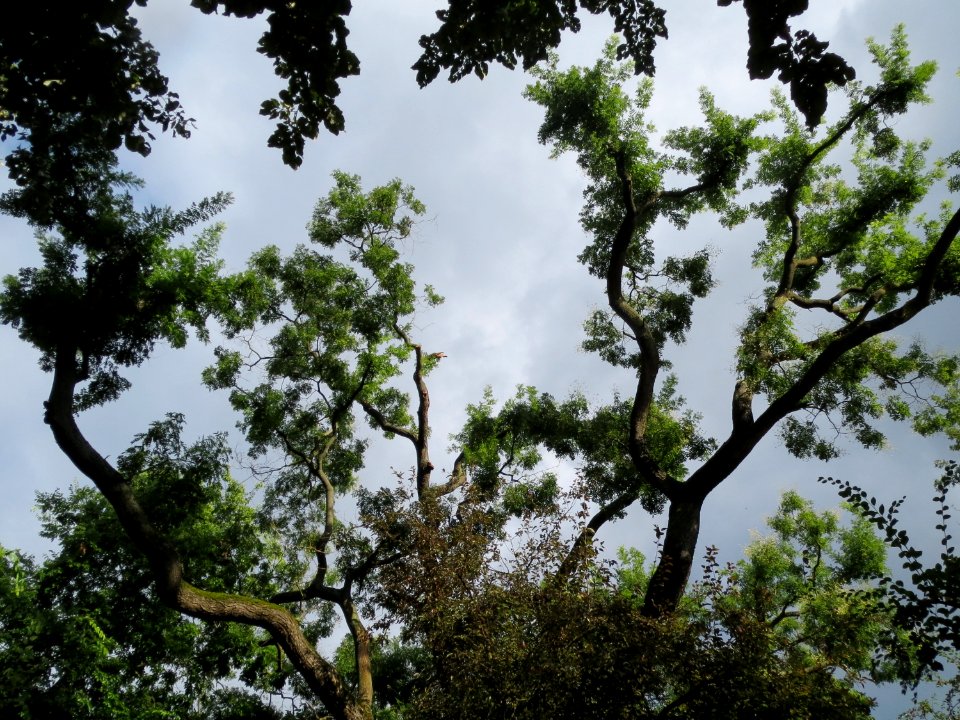 20130910Styphnolobium_japonicum