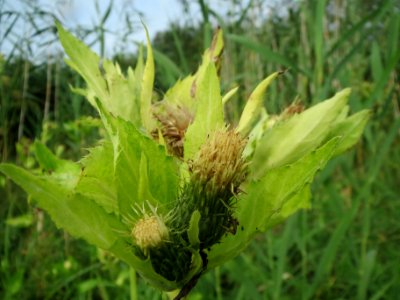 20130907Cirsium_oleraceum3