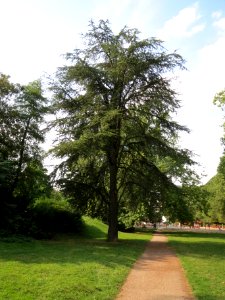 20130830Cedrus_deodara2