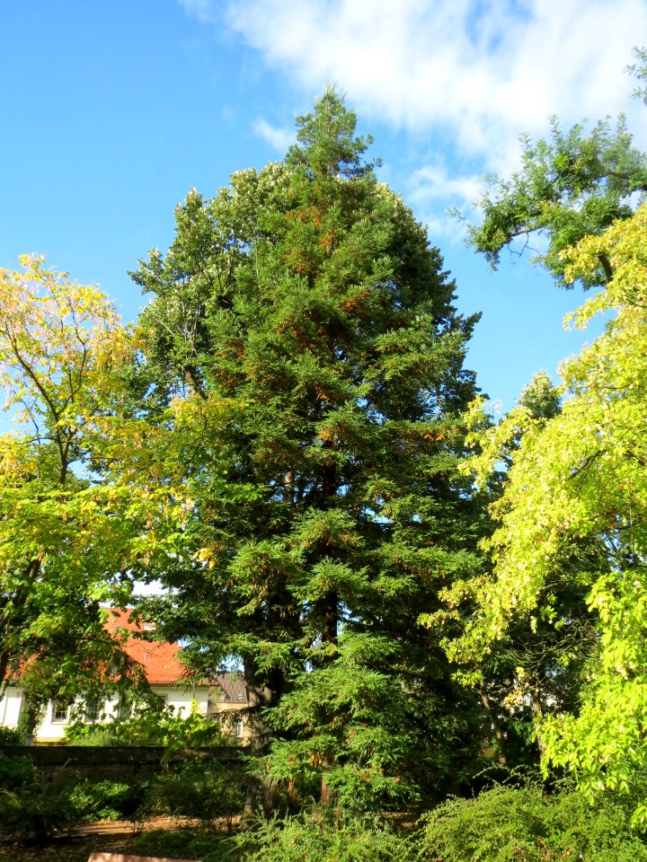 20130910Metasequoia_glyptostroboides1