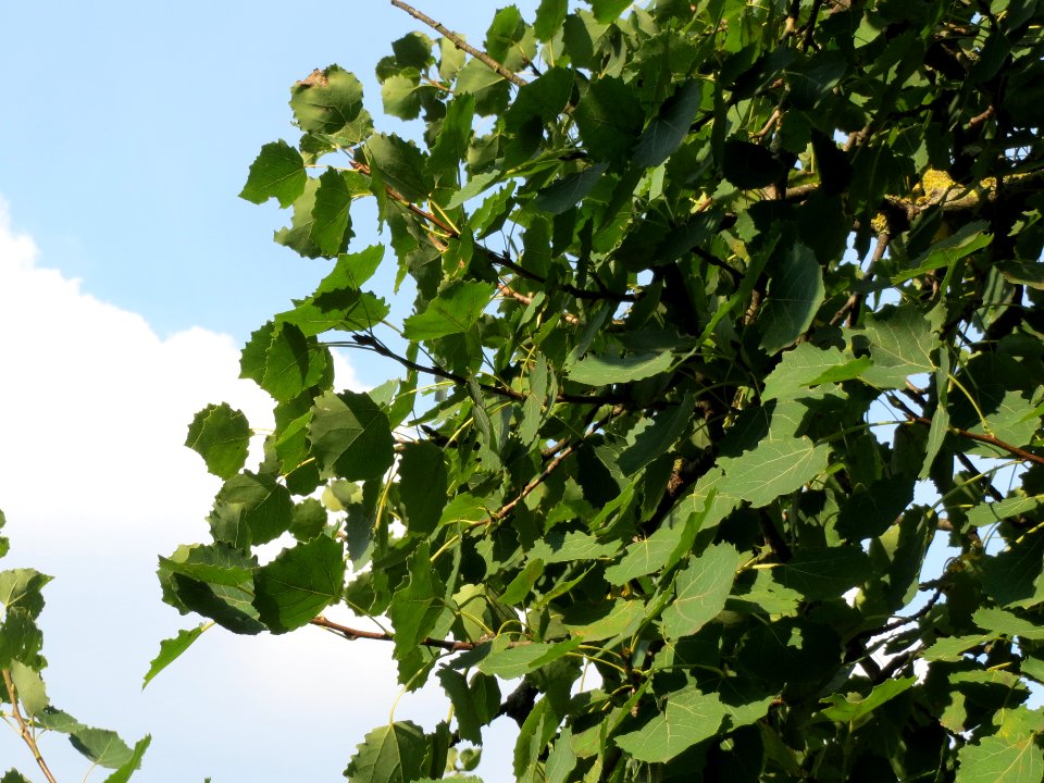 20130830Populus_tremula4