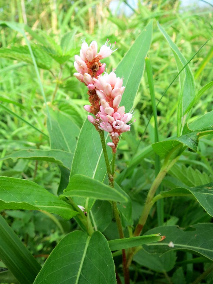 20130907Persicaria_amphibia5