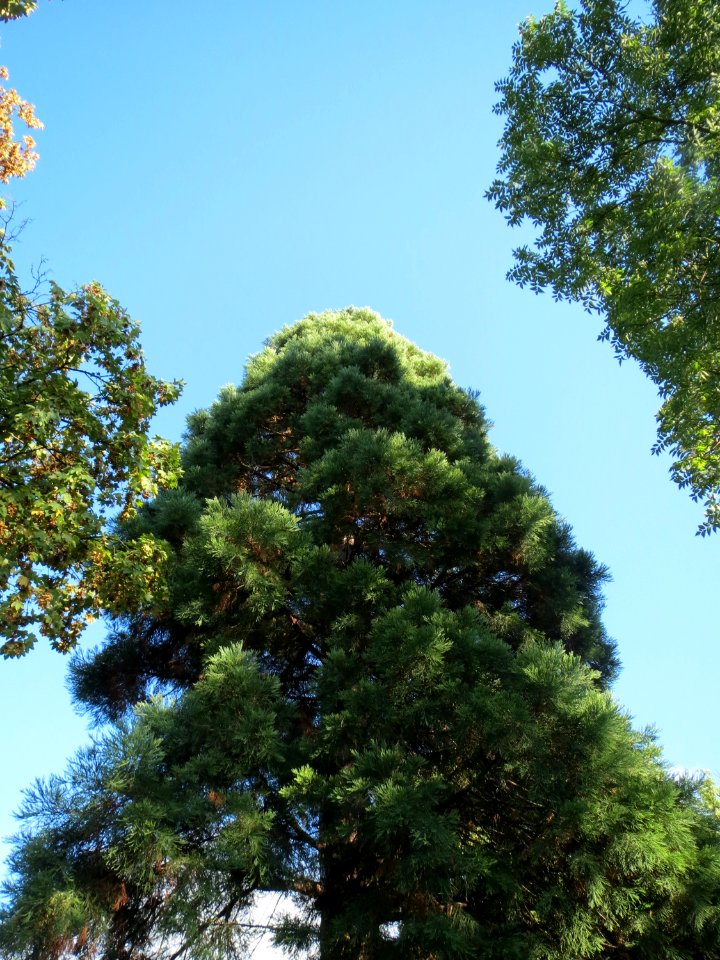 20130910Sequoiadendron_giganteum2