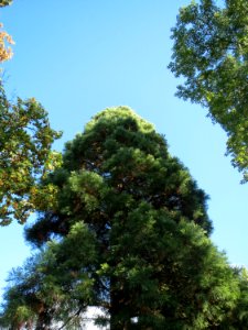20130910Sequoiadendron_giganteum2