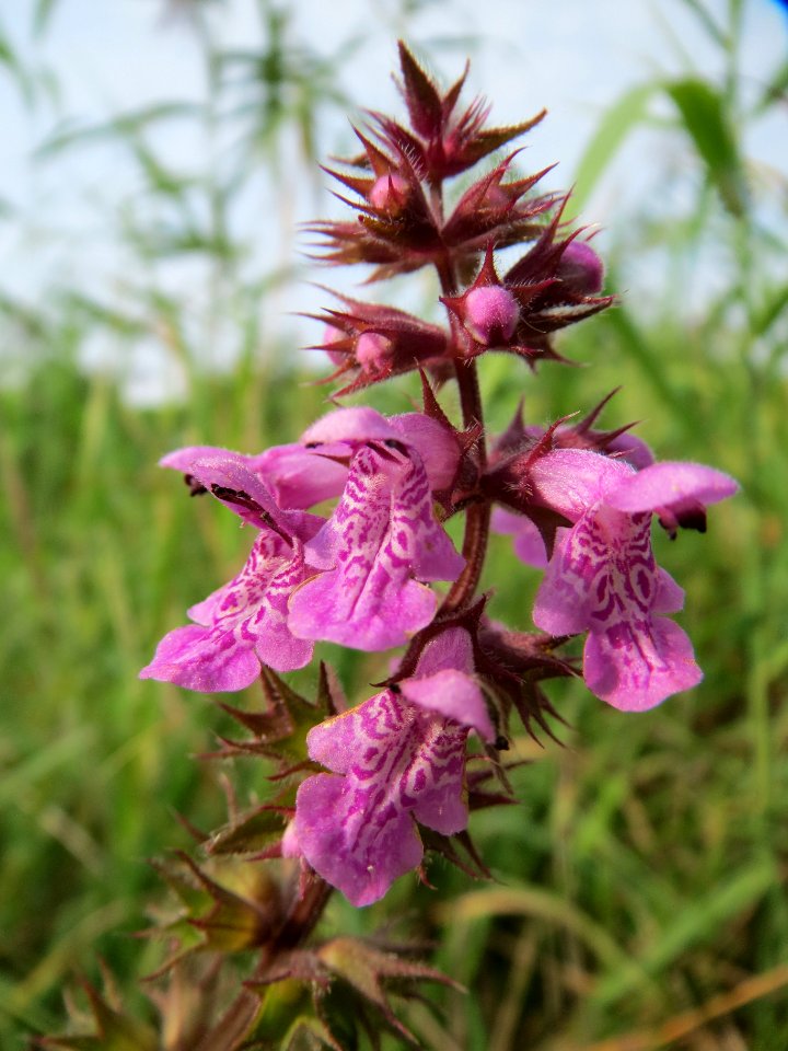 20130907Stachys_palustris3
