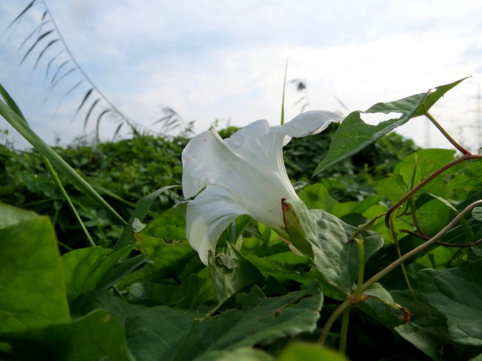 20130907Calystegia_sepium3