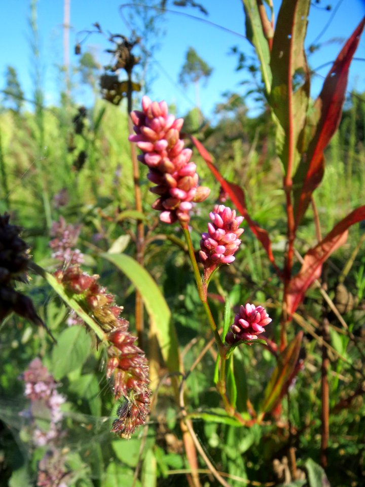 20130905Knoeterich3