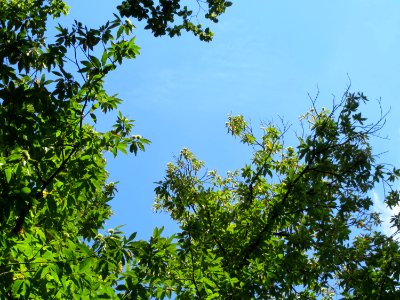 20130909Castanea_sativa2