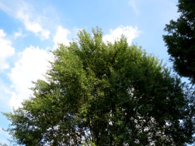 20130830Populus_tremula3