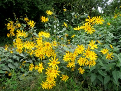 20130827Helianthus_tuberosus3