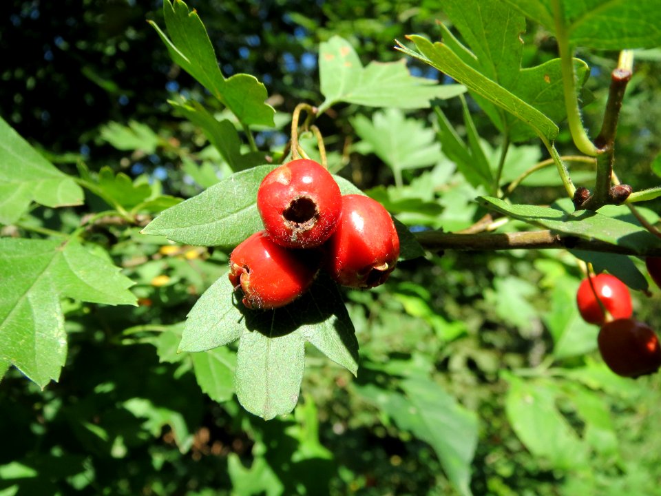 20130909Crataegus_monogyna