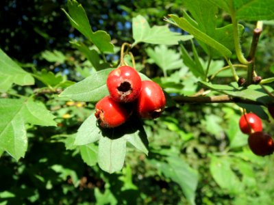 20130909Crataegus_monogyna