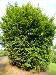 20130823Carpinus_betulus