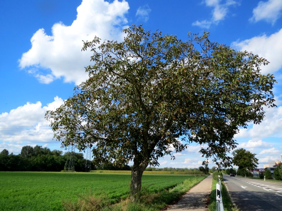 20130909Juglans_regia1