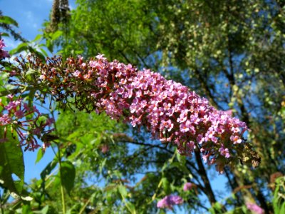 20130903Buddleja_davidii2