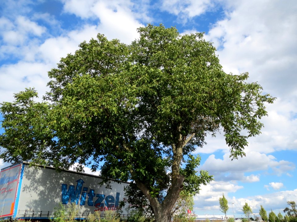 20130909Juglans_regia07